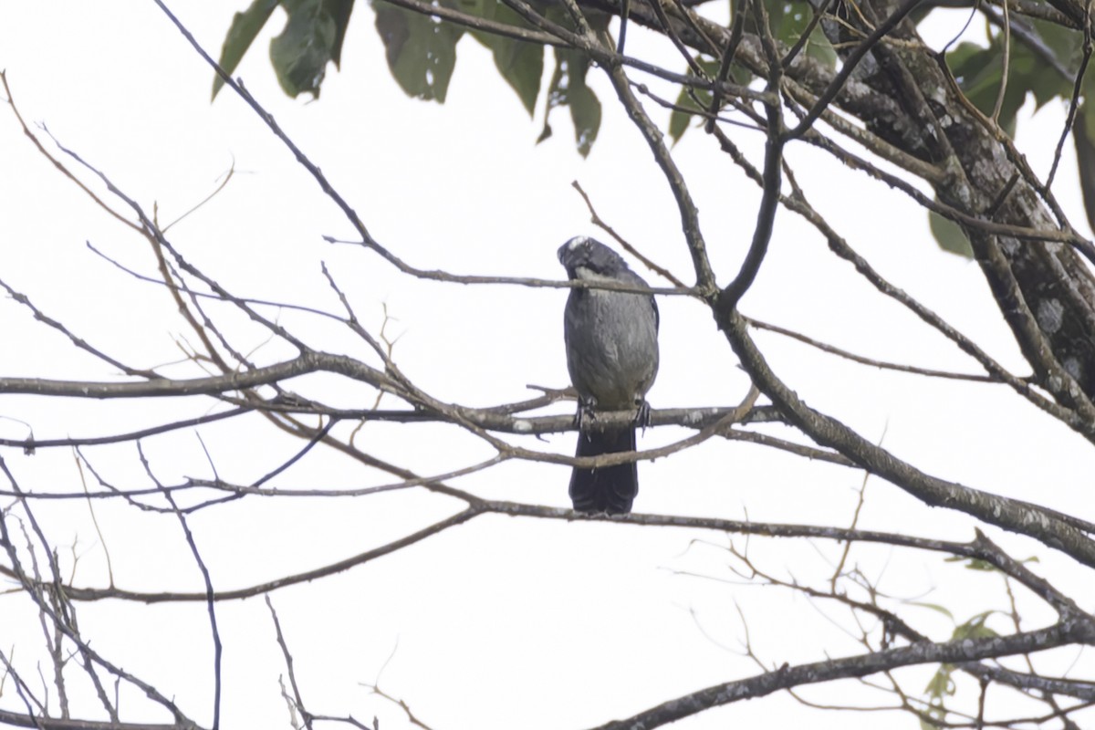 Bluish-gray Saltator - ML647597856