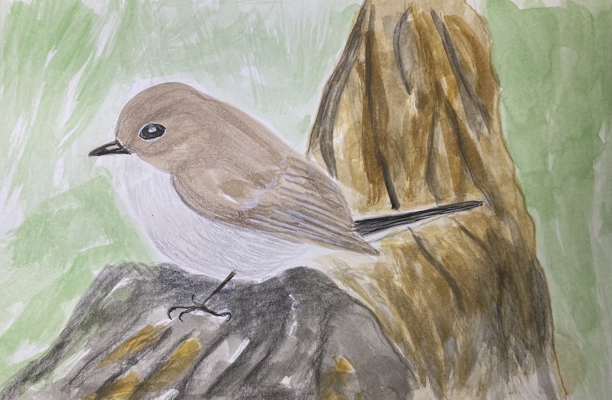 Taiga Flycatcher - ML647597857