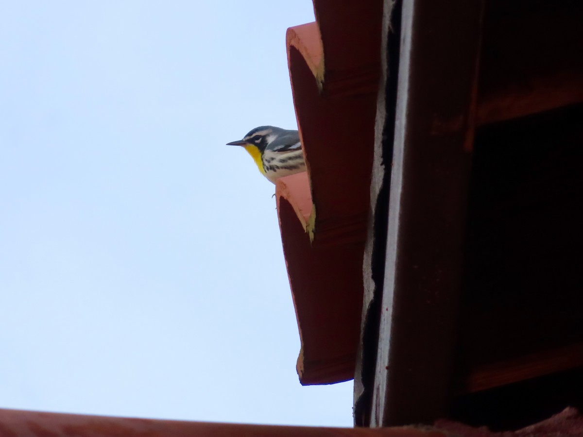 Goldkehl-Waldsänger - ML647597867