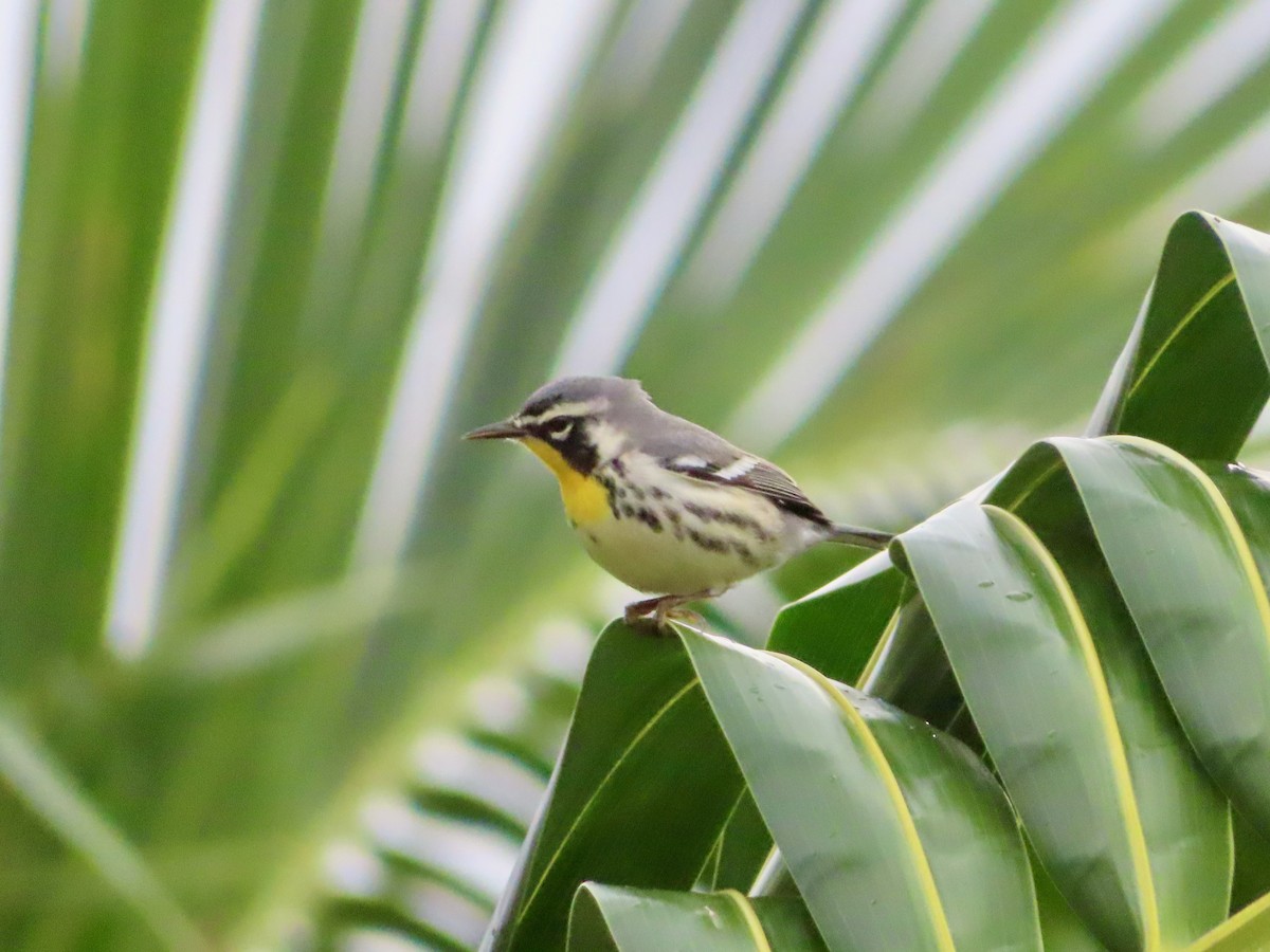 Goldkehl-Waldsänger - ML647597869