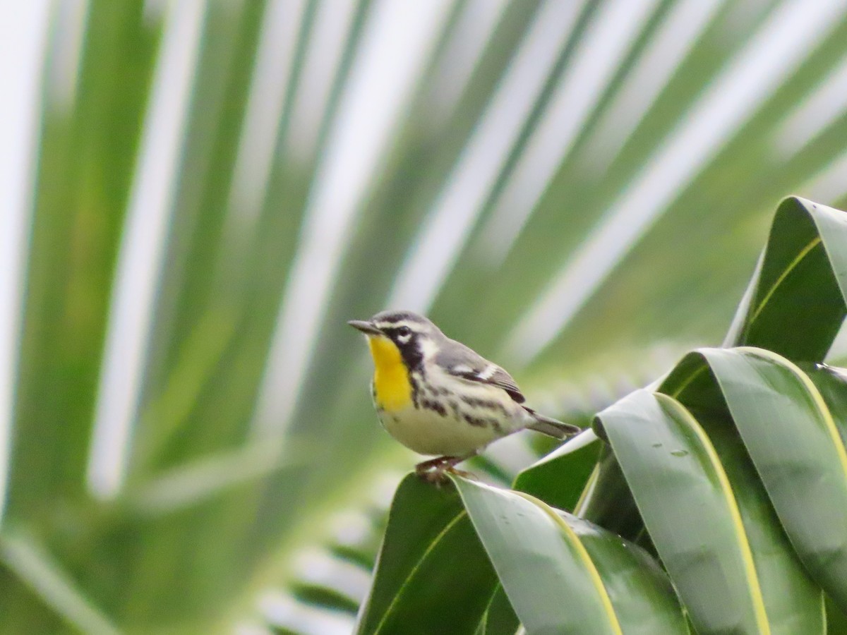 Goldkehl-Waldsänger - ML647597870