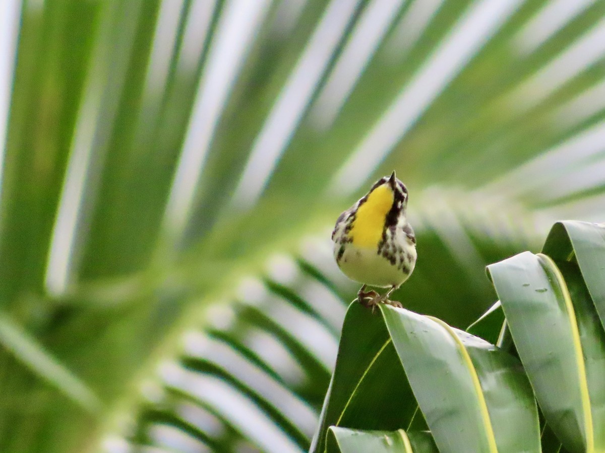 Goldkehl-Waldsänger - ML647597871