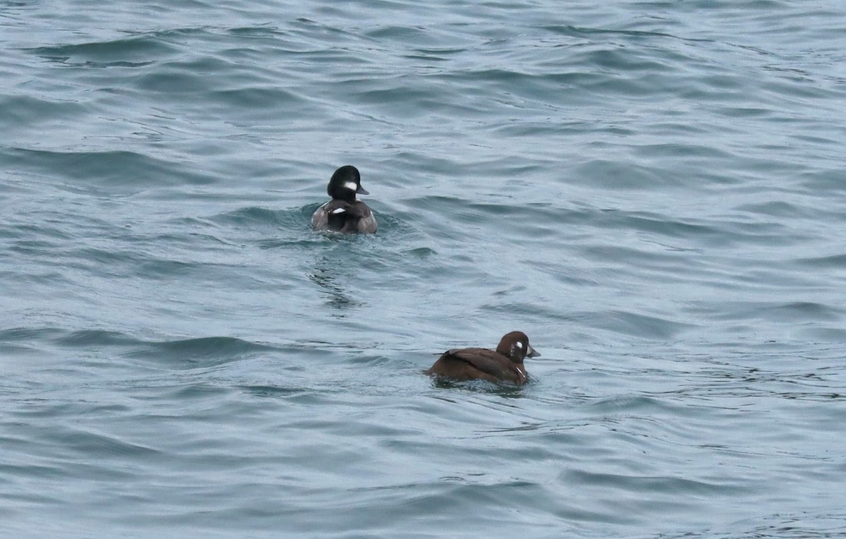 Harlequin Duck - ML647597885