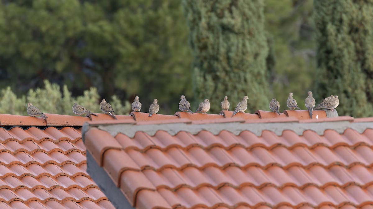 Mourning Dove - ML647597908