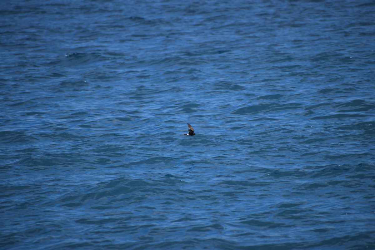 Elliot's Storm-Petrel - ML647597917