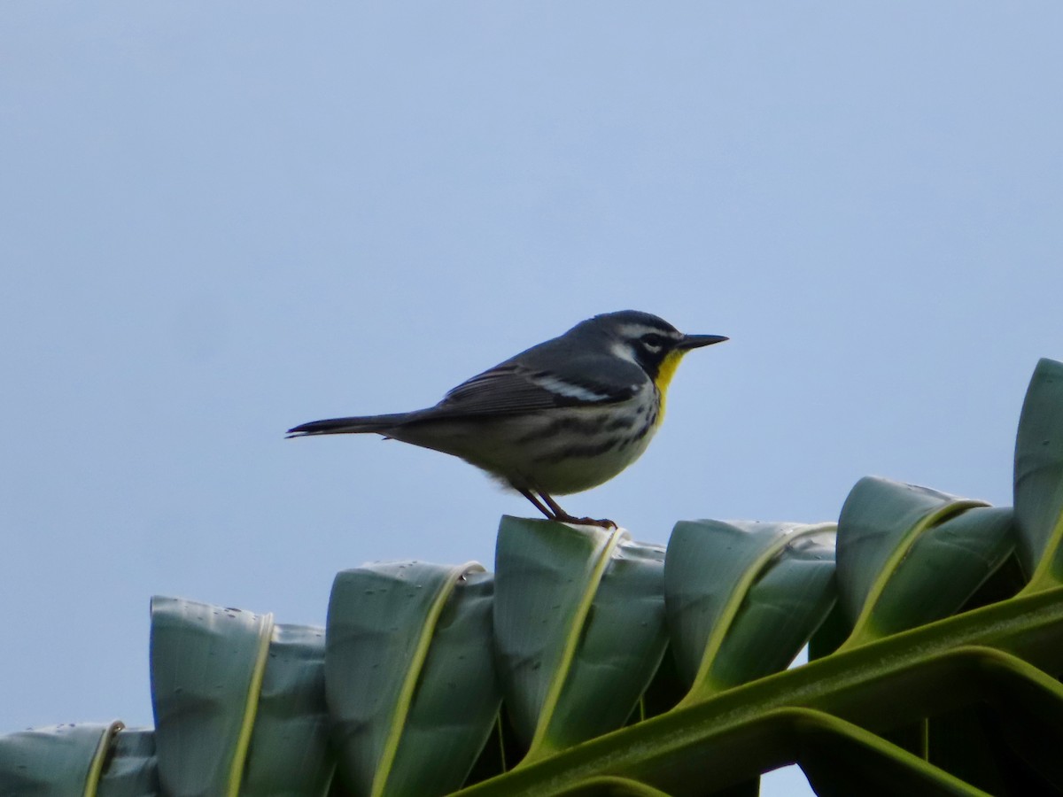 Goldkehl-Waldsänger - ML647597925