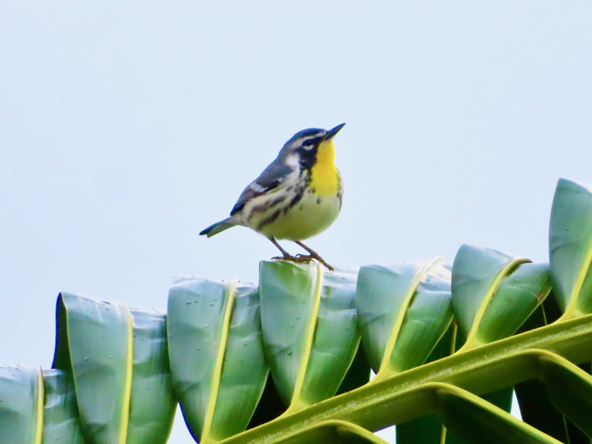 Goldkehl-Waldsänger - ML647597926