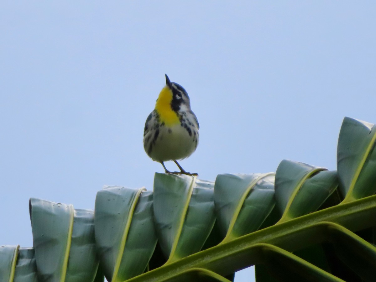 Goldkehl-Waldsänger - ML647597927