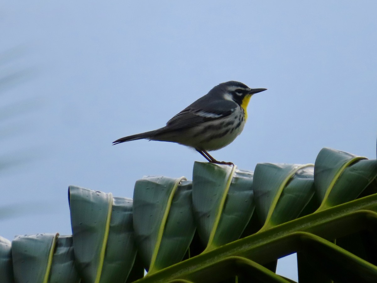 Goldkehl-Waldsänger - ML647597928