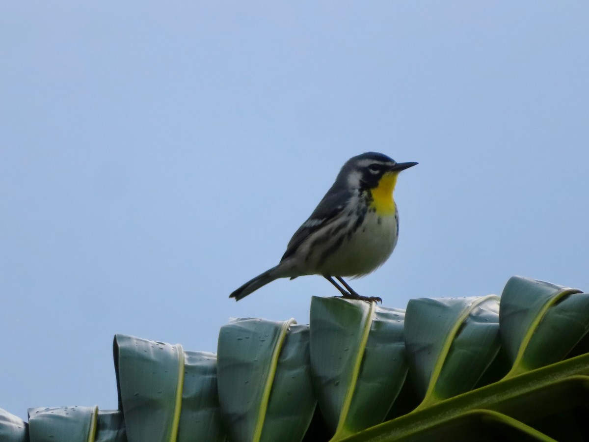 Goldkehl-Waldsänger - ML647597929