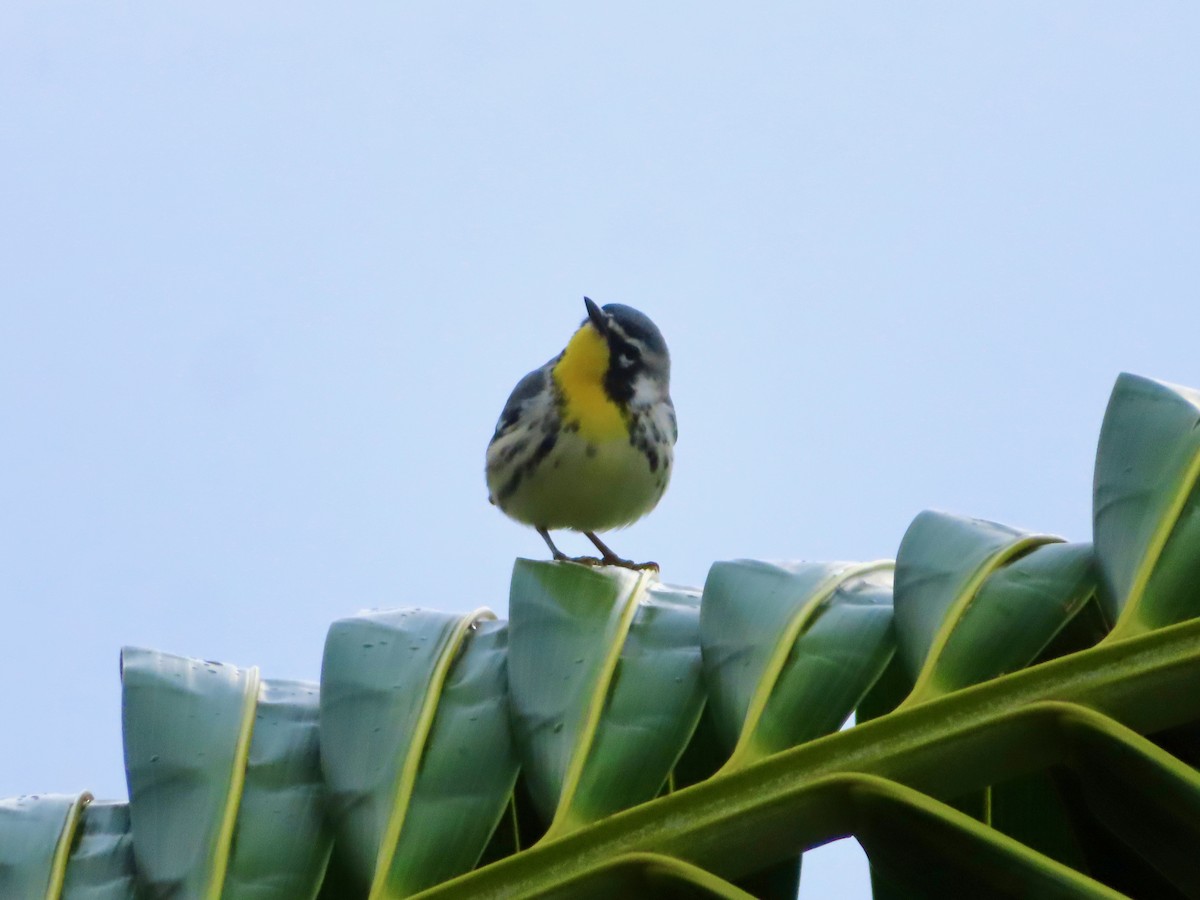 Goldkehl-Waldsänger - ML647597930