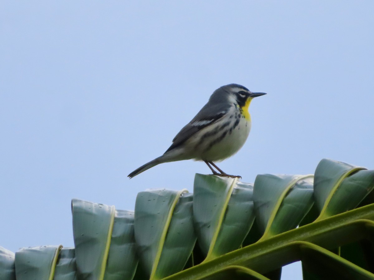 Goldkehl-Waldsänger - ML647597931