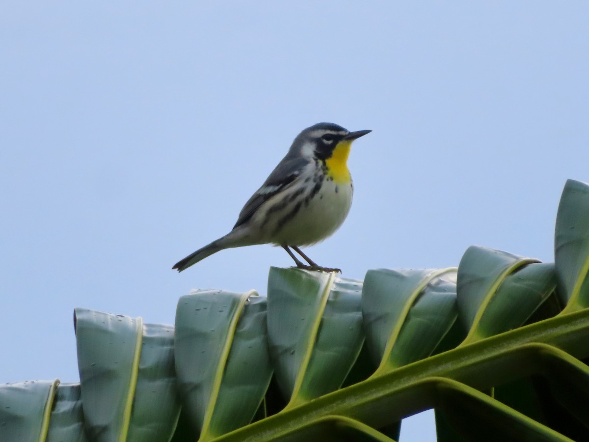 Goldkehl-Waldsänger - ML647597932