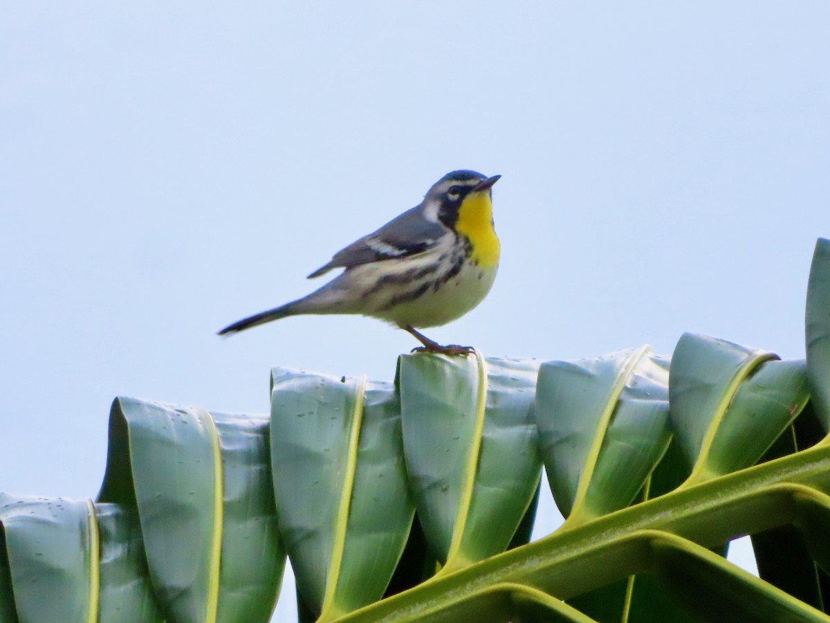 Goldkehl-Waldsänger - ML647597933