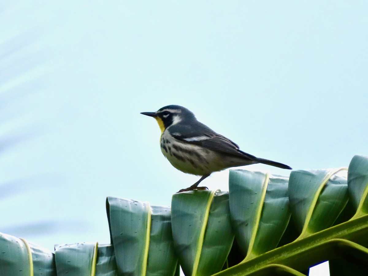 Goldkehl-Waldsänger - ML647597934