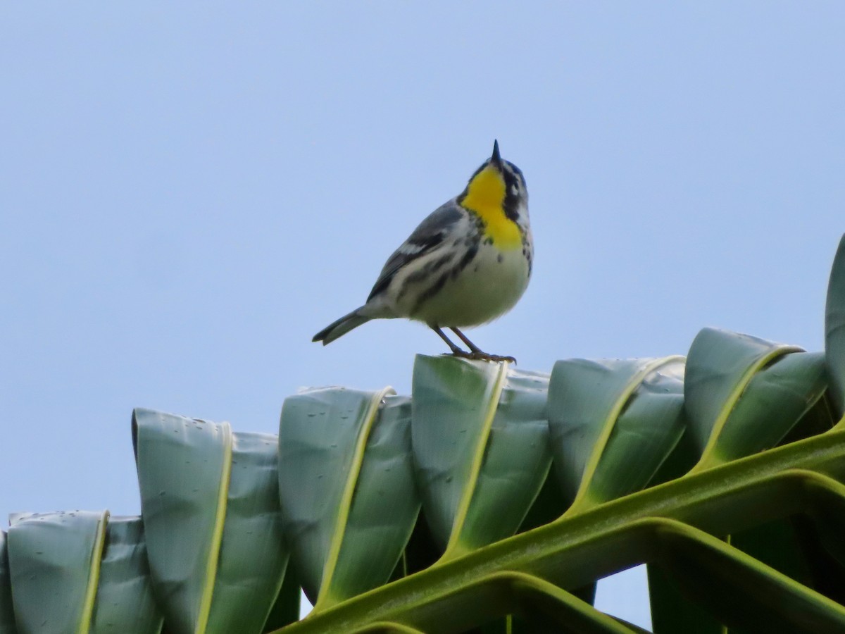 Goldkehl-Waldsänger - ML647597935