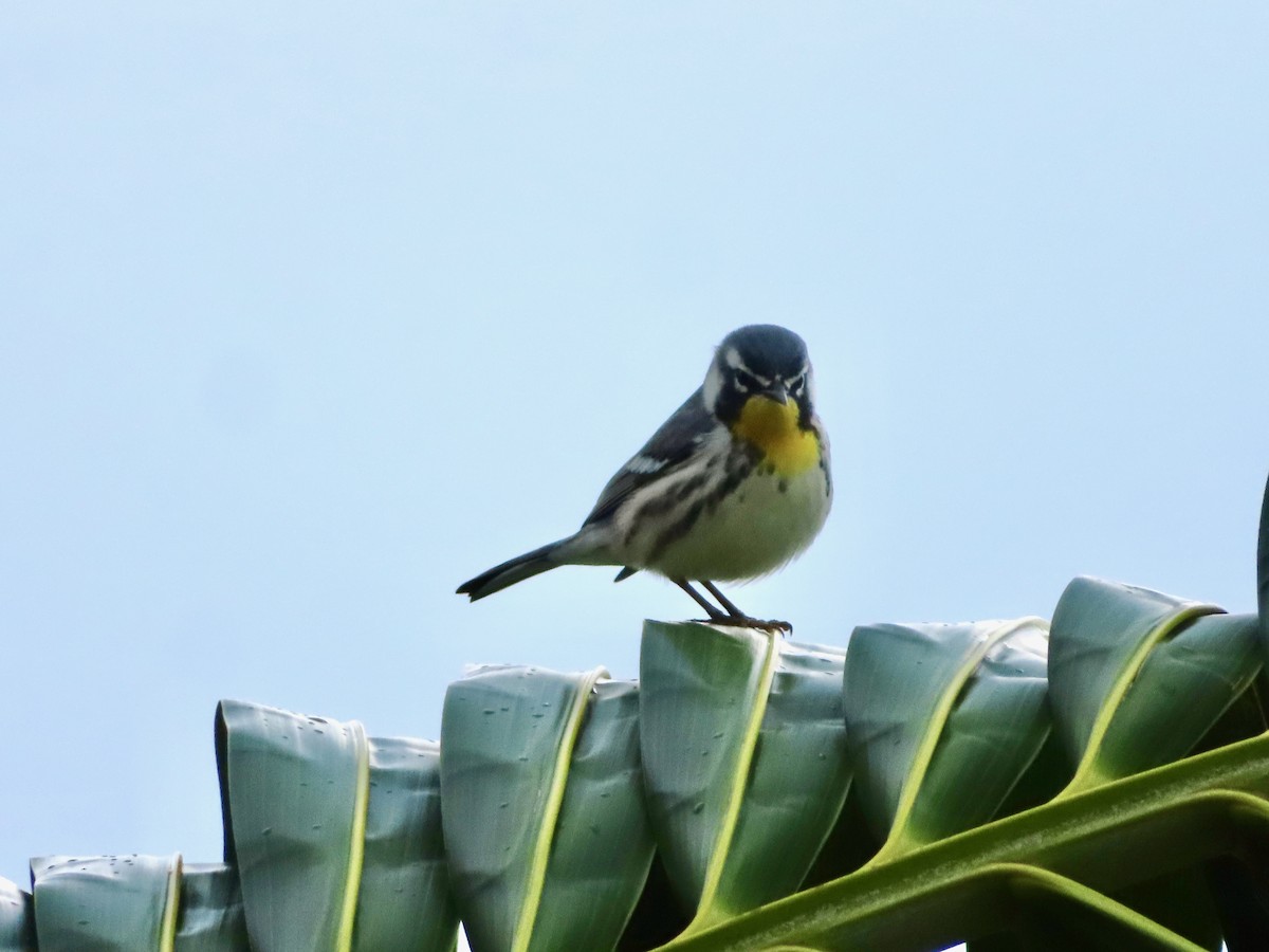 Goldkehl-Waldsänger - ML647597936