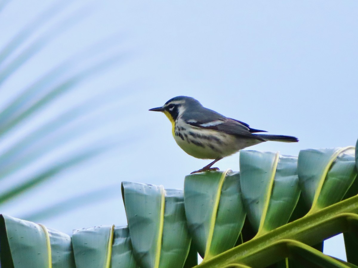 Goldkehl-Waldsänger - ML647597937