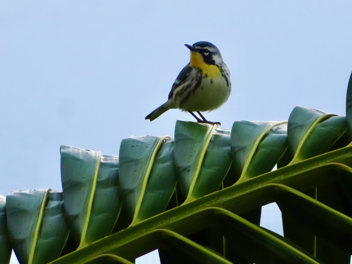 Goldkehl-Waldsänger - ML647597938