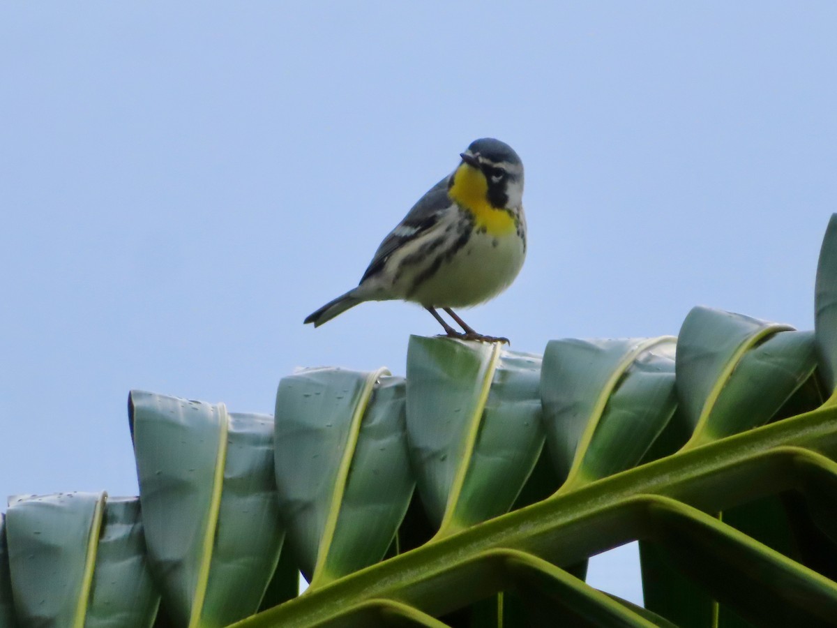 Goldkehl-Waldsänger - ML647597939