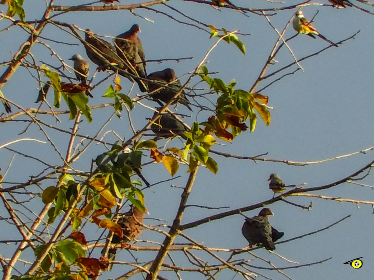 Rotschnabeltaube - ML647597964