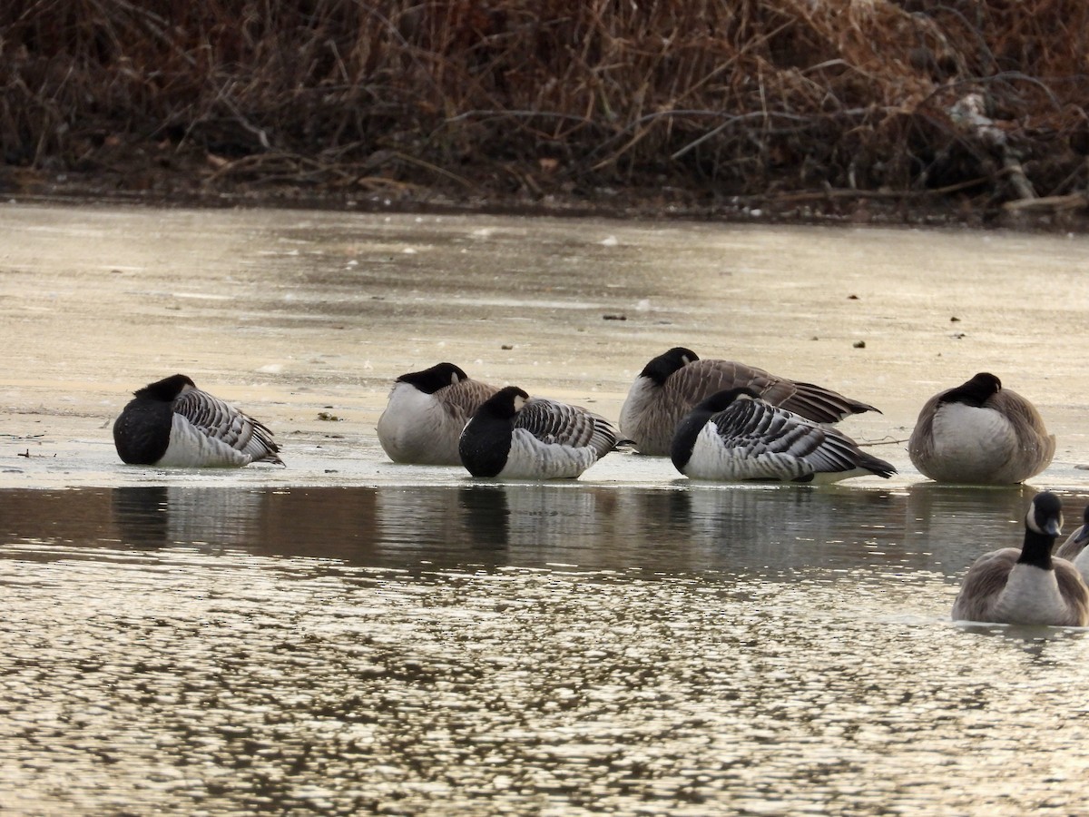 Цагаан шанаат галуу - ML647598005