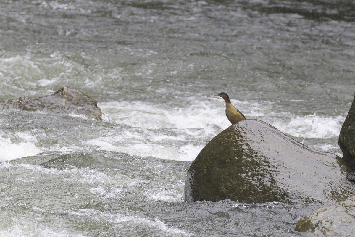 Torrent Duck - ML647598013