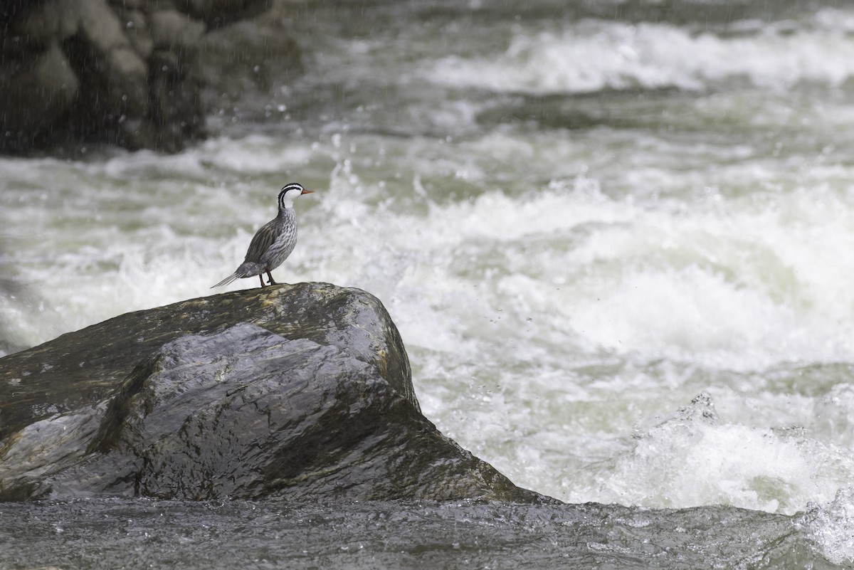 Torrent Duck - ML647598014