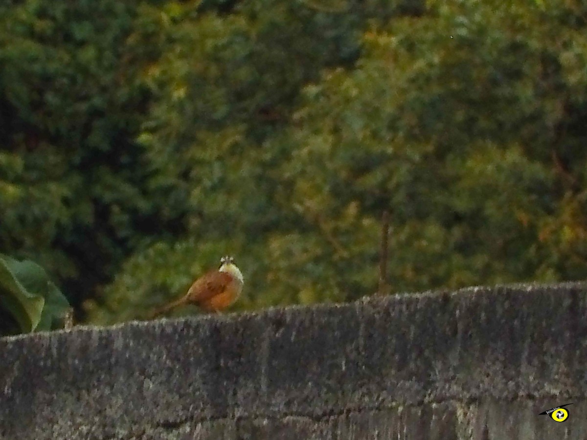 Stripe-headed Sparrow - ML647598015