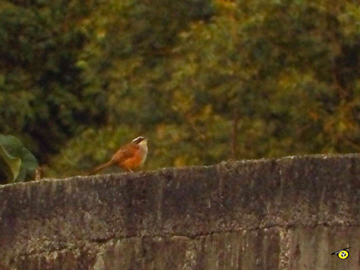 Stripe-headed Sparrow - ML647598016