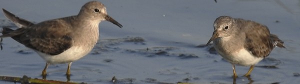 Temminck's Stint - ML647598017