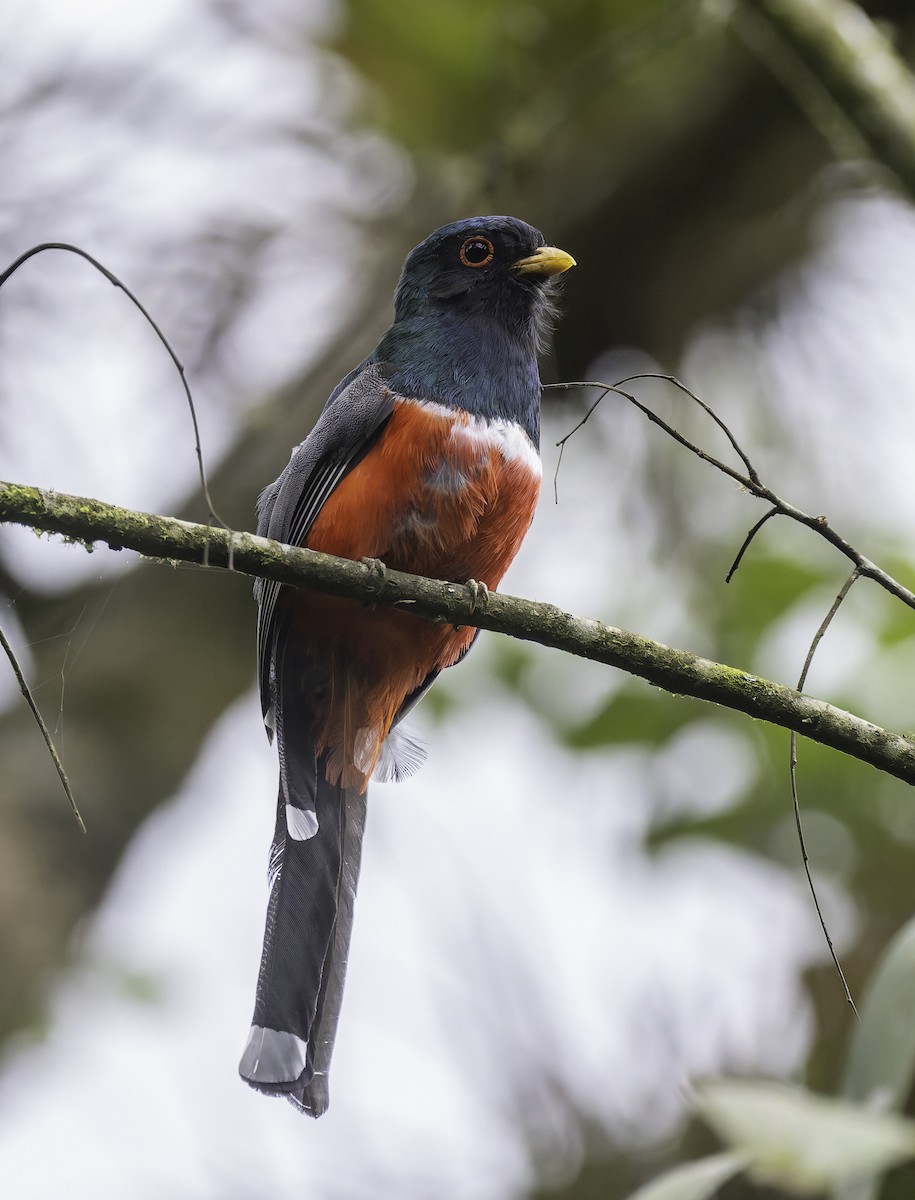 Masked Trogon - ML647598018