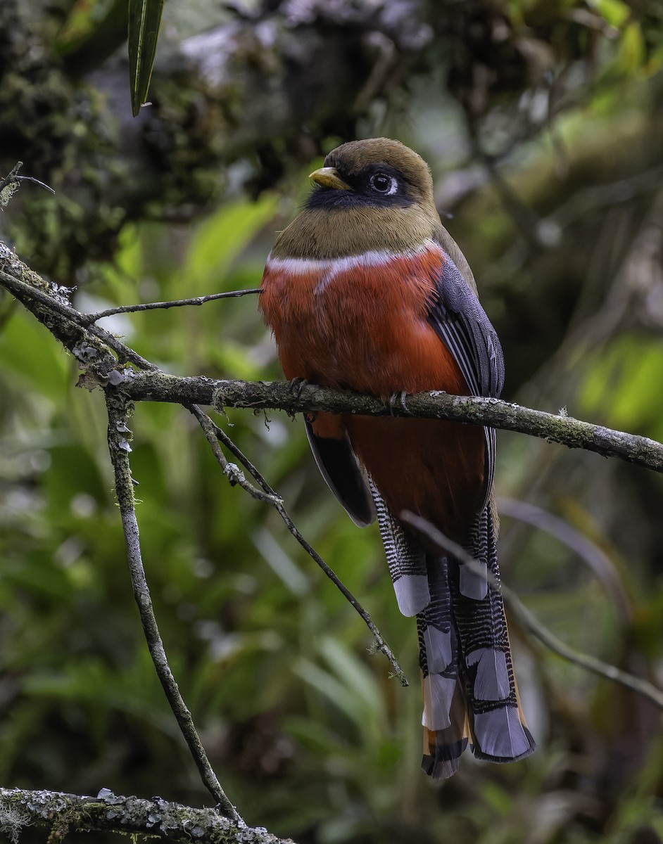 Masked Trogon - ML647598019