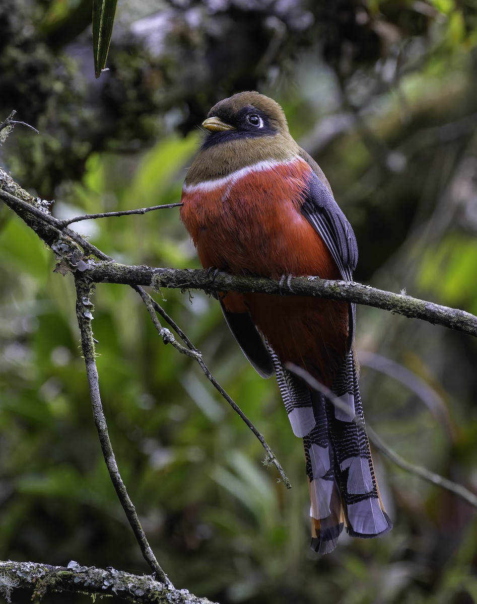 Masked Trogon - ML647598020