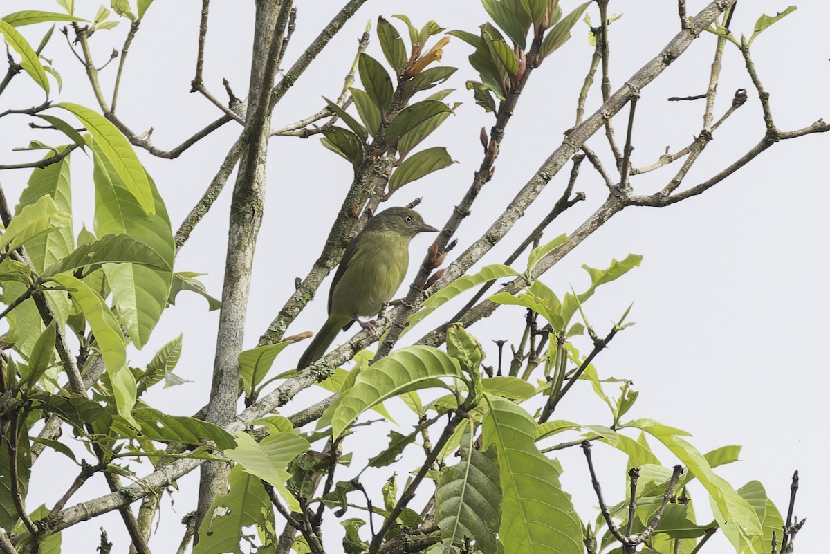 Olivaceous Greenlet - ML647598024