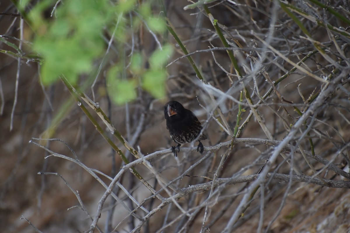 Española Ground-Finch - ML647598025