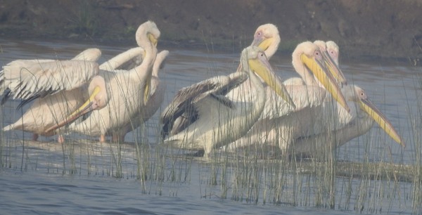 Great White Pelican - ML647598026