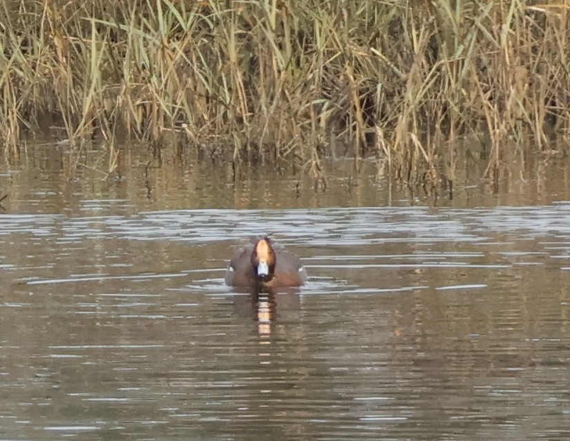 Eurasian Wigeon - ML647598027