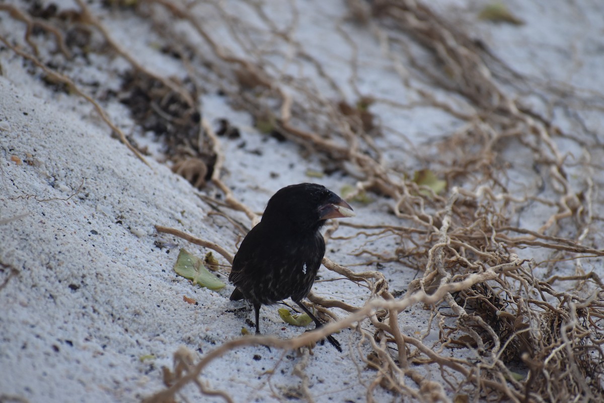 Española Ground-Finch - ML647598028