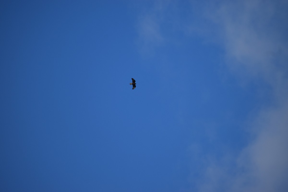 Galapagos Hawk - ML647598040