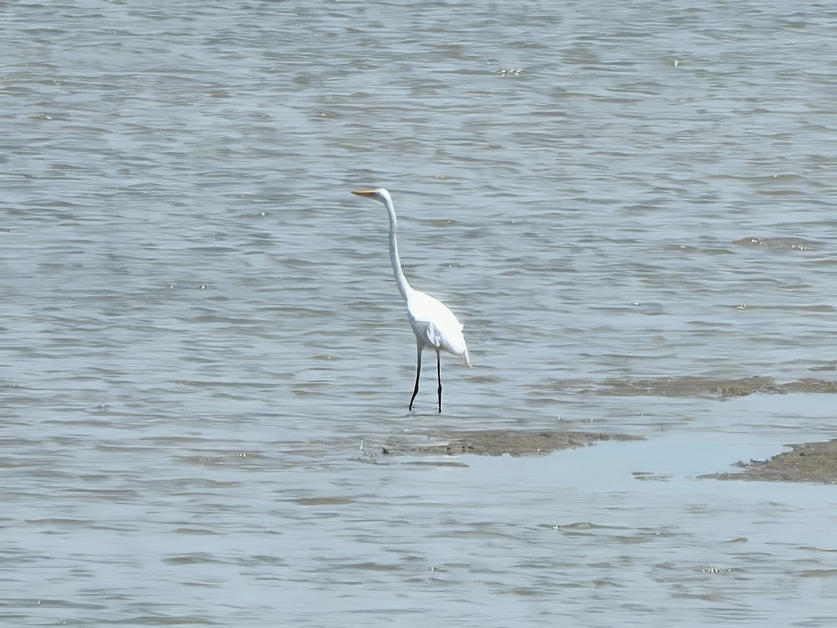 Great Egret (modesta) - ML647598043