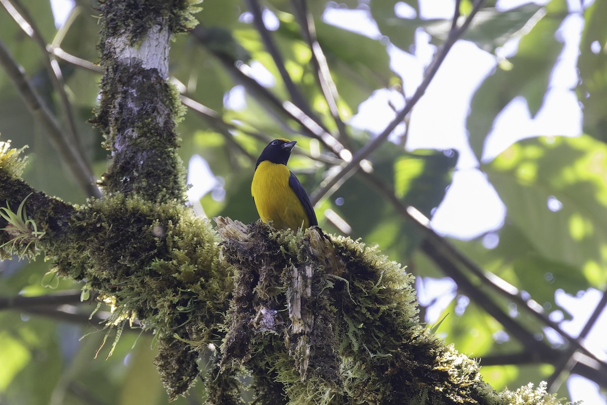 Orange-bellied Euphonia - ML647598044