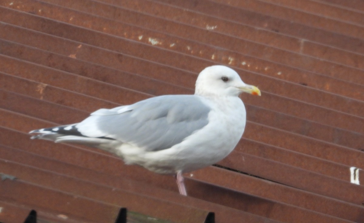 Iceland Gull (Thayer's) - ML647598046