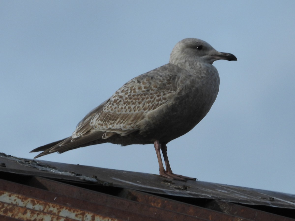 Iceland Gull (Thayer's) - ML647598047