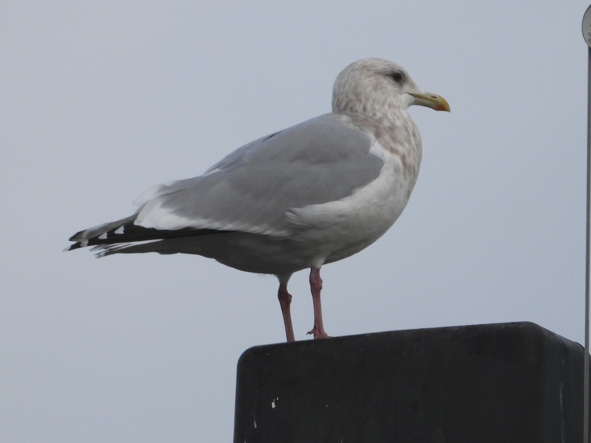 Iceland Gull (Thayer's) - ML647598048