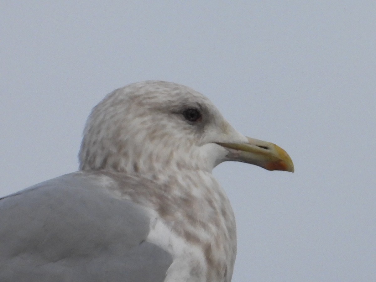 Iceland Gull (Thayer's) - ML647598049