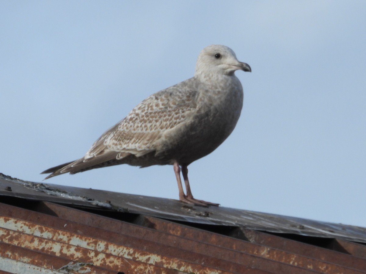 Iceland Gull (Thayer's) - ML647598050