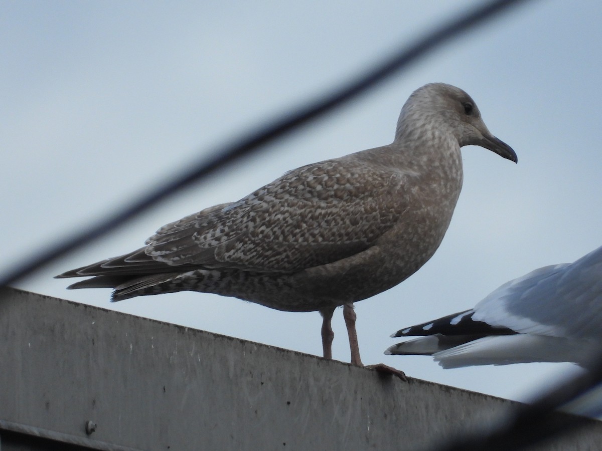 Iceland Gull (Thayer's) - ML647598051