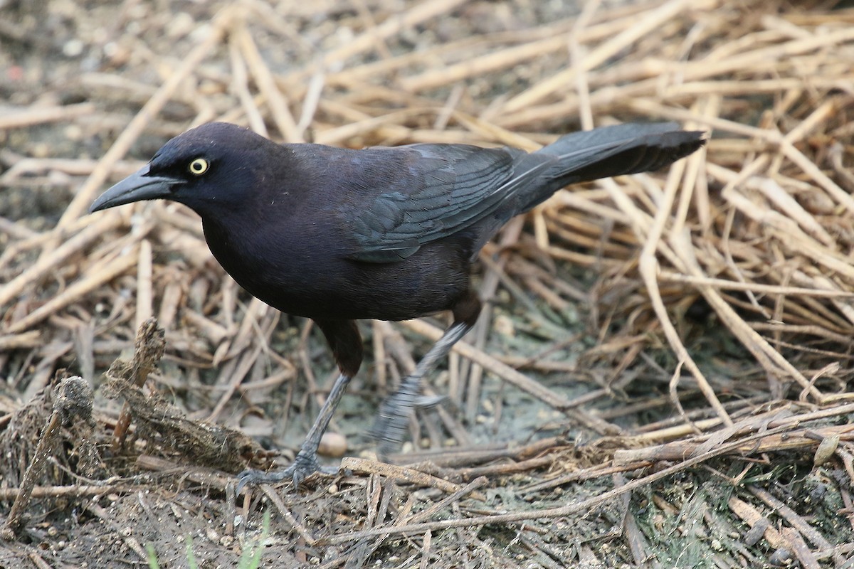 Carib Grackle - ML647598053