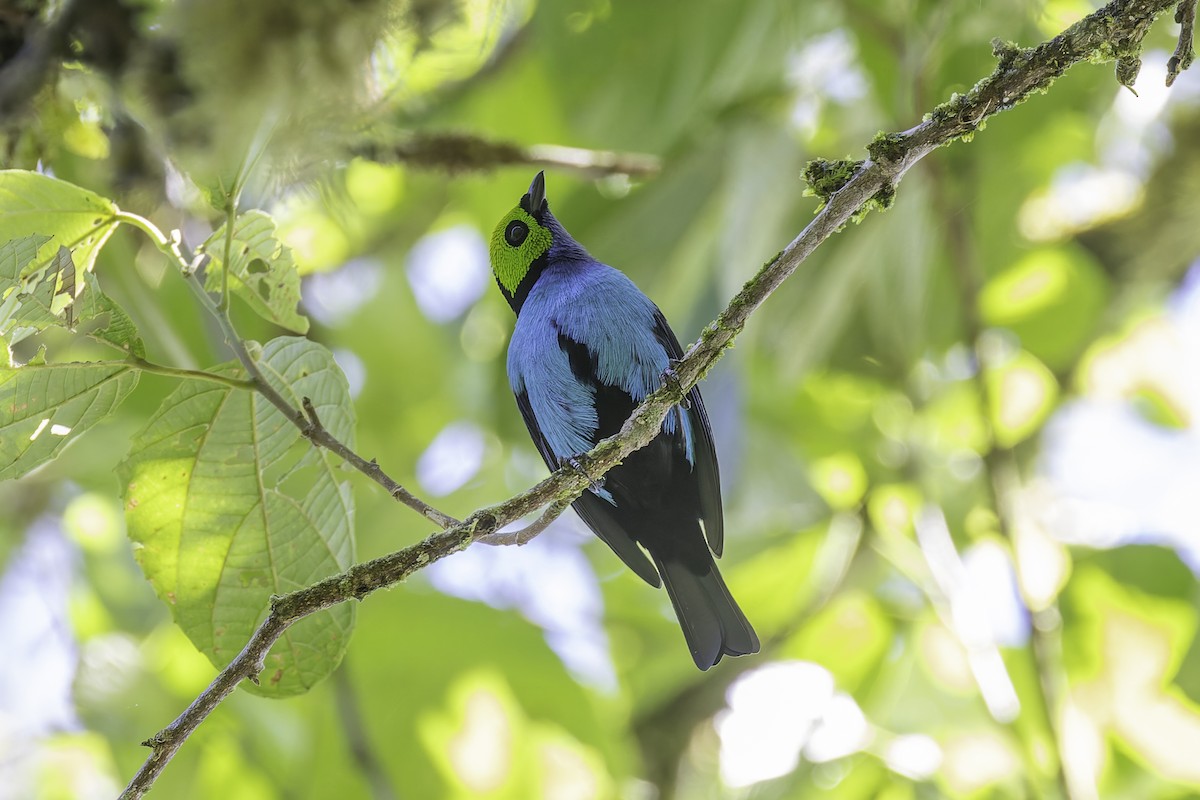 Paradise Tanager - ML647598055